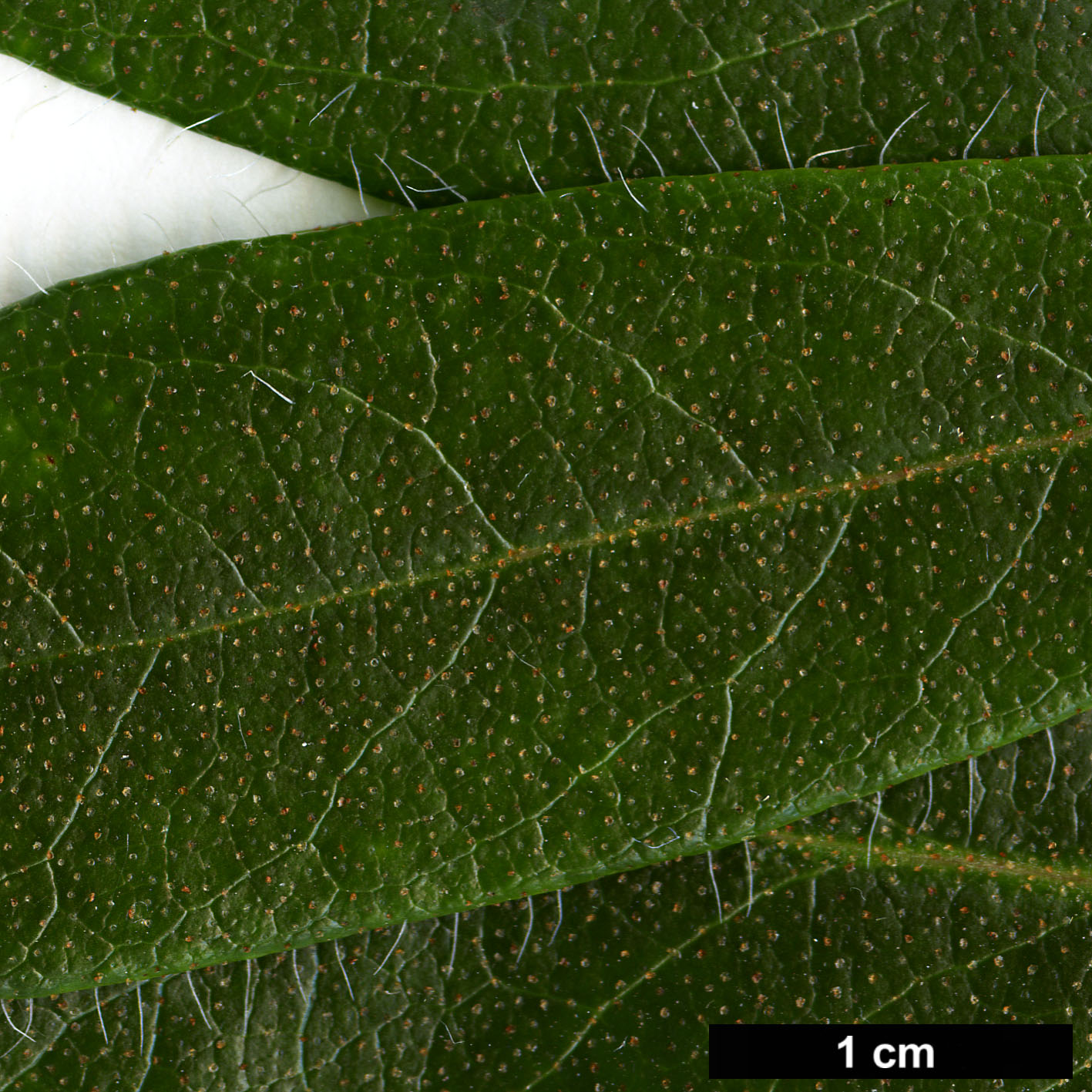 High resolution image: Family: Ericaceae - Genus: Rhododendron - Taxon: levinei